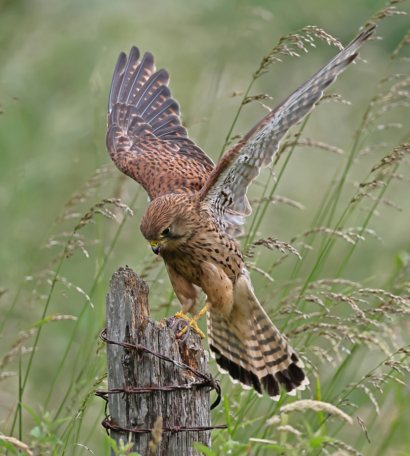 Kestrel Flying onto Post - Peter Bagnall